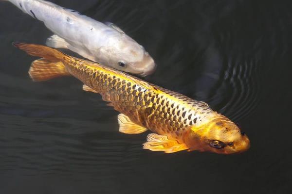 錦鯉身上長白膜怎么辦 錦鯉沉底不游怎么治療