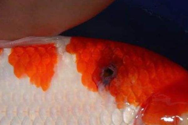 錦鯉身上長白膜怎么辦 錦鯉沉底不游怎么治療