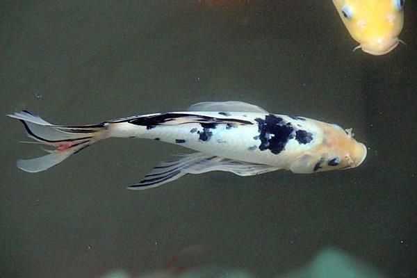 錦鯉身上長白膜怎么辦 錦鯉沉底不游怎么治療