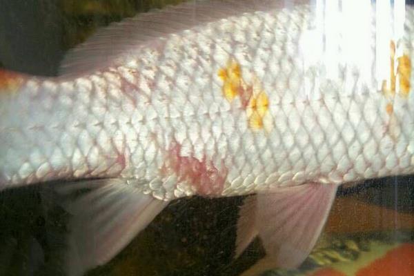 錦鯉身上長白膜怎么辦 錦鯉沉底不游怎么治療