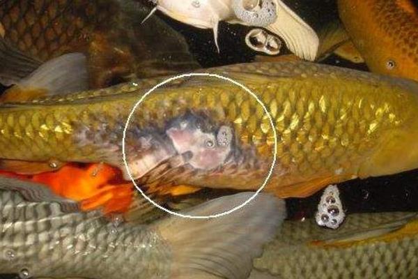 錦鯉身上長白膜怎么辦 錦鯉沉底不游怎么治療