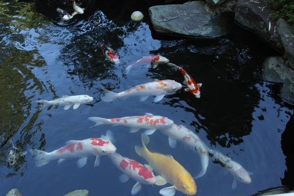 錦鯉魚缸里養什么水草 錦鯉多久喂一次