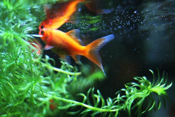 錦鯉魚缸里養什么水草 錦鯉多久喂一次