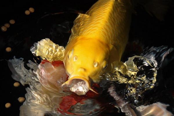 錦鯉魚缸里養什么水草 錦鯉多久喂一次
