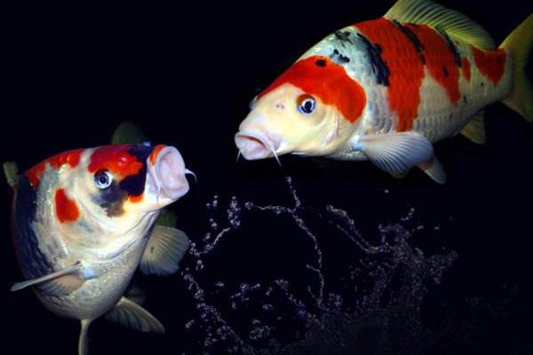 錦鯉魚缸里養什么水草 錦鯉多久喂一次