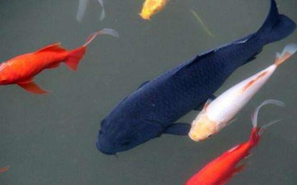 錦鯉魚缸里養什么水草 錦鯉多久喂一次