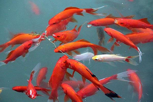 錦鯉魚缸里養什么水草 錦鯉多久喂一次