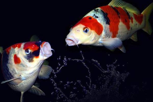 錦鯉魚怎么養(yǎng)才有靈性9條錦鯉養(yǎng)什么顏色的好