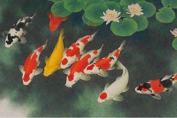 錦鯉寓意什么意思 錦鯉吉祥寓意的詩詞