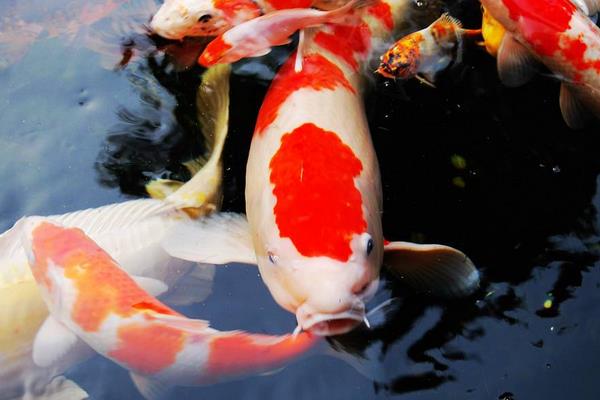 錦鯉寓意什么意思 錦鯉吉祥寓意的詩詞