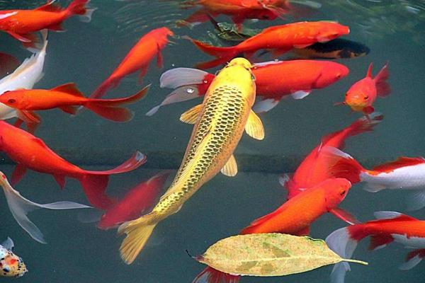 錦鯉寓意什么意思 錦鯉吉祥寓意的詩詞