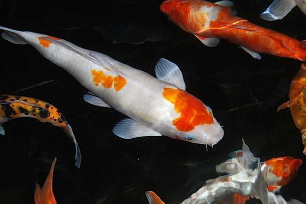 錦鯉寓意什么意思 錦鯉吉祥寓意的詩詞