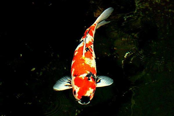 錦鯉寓意什么意思 錦鯉吉祥寓意的詩詞