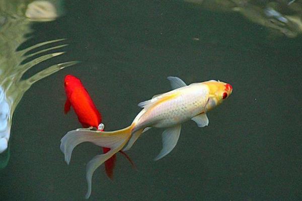 錦鯉寓意什么意思 錦鯉吉祥寓意的詩詞