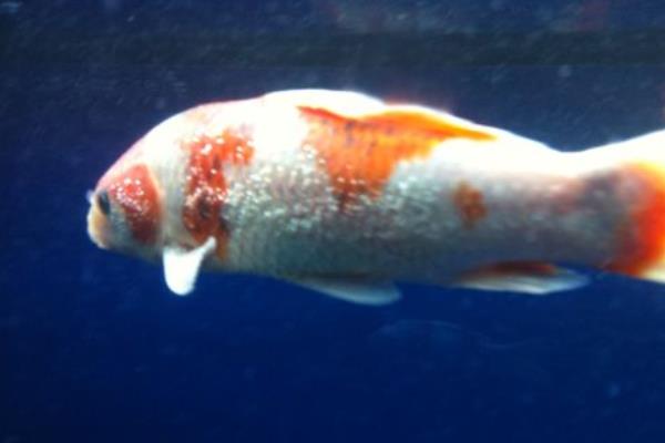 錦鯉魚身上爛了怎么辦 錦鯉爛尾爛鰭用什么藥好