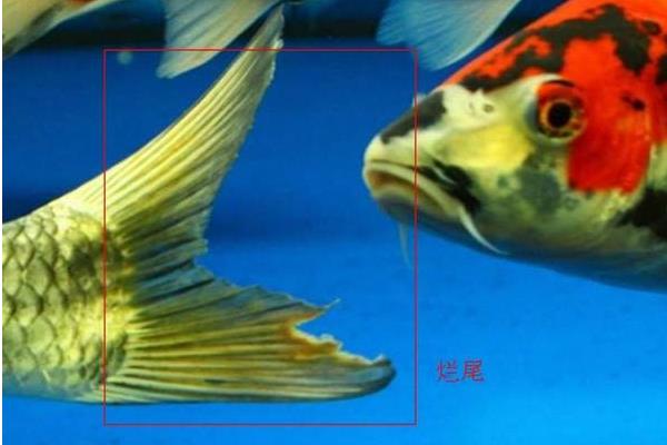 錦鯉魚身上爛了怎么辦 錦鯉爛尾爛鰭用什么藥好