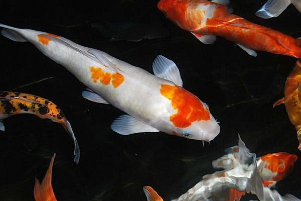 錦鯉魚身上爛了怎么辦 錦鯉爛尾爛鰭用什么藥好