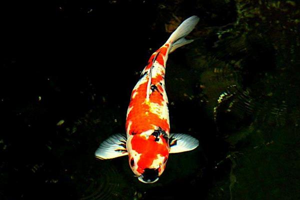 錦鯉魚身上爛了怎么辦 錦鯉爛尾爛鰭用什么藥好