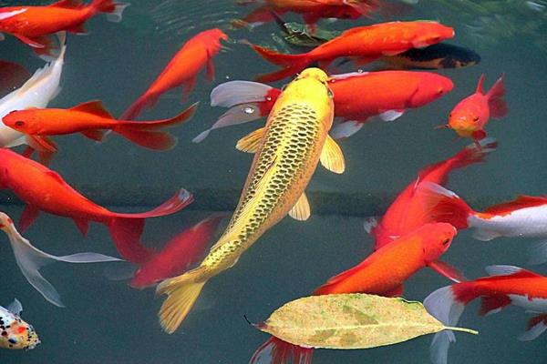 錦鯉魚身上爛了怎么辦 錦鯉爛尾爛鰭用什么藥好