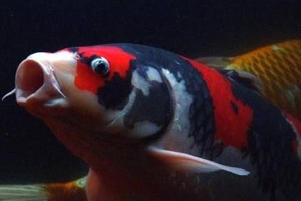 錦鯉魚身上爛了怎么辦 錦鯉爛尾爛鰭用什么藥好