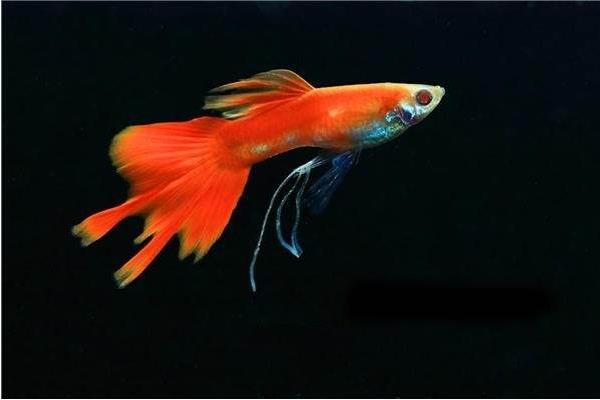 孔雀魚繁殖前兆 孔雀魚繁殖周期（多久繁殖一次）