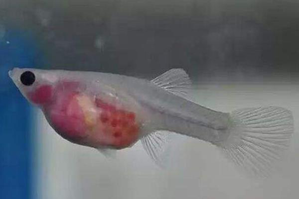 孔雀魚繁殖前兆 孔雀魚繁殖周期（多久繁殖一次）