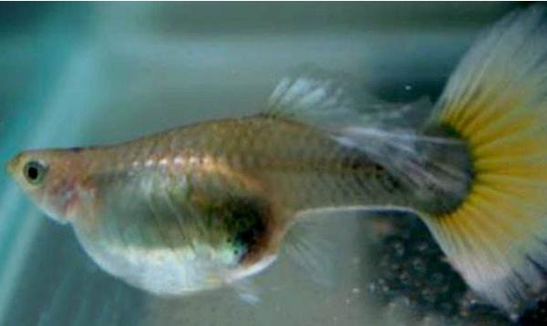 孔雀魚繁殖前兆 孔雀魚繁殖周期（多久繁殖一次）