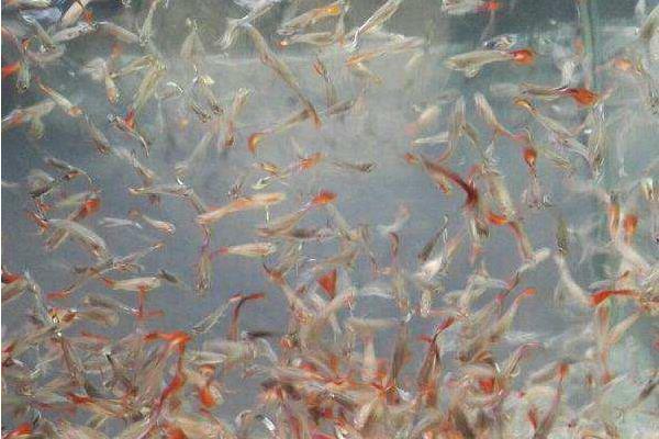 孔雀魚繁殖前兆 孔雀魚繁殖周期（多久繁殖一次）