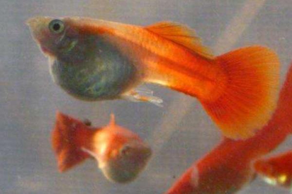 孔雀魚繁殖前兆 孔雀魚繁殖周期（多久繁殖一次）