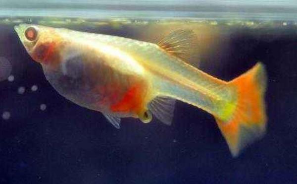 孔雀魚懷孕多久生小魚 孔雀魚生小魚要多久