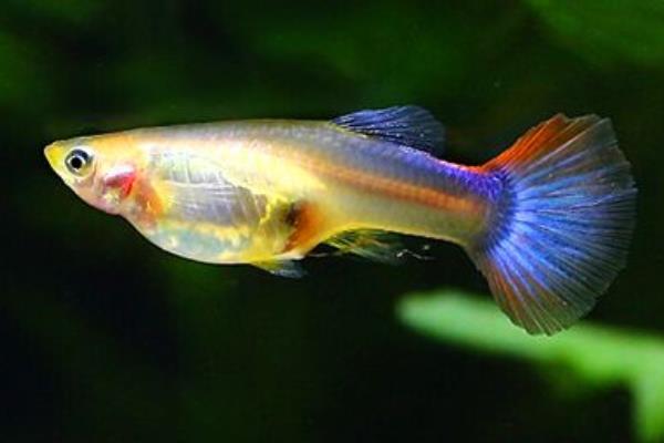 孔雀魚懷孕多久生小魚 孔雀魚生小魚要多久