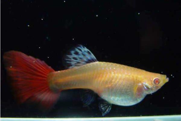 孔雀魚懷孕多久生小魚 孔雀魚生小魚要多久