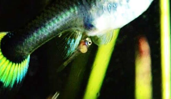 孔雀魚懷孕多久生小魚 孔雀魚生小魚要多久