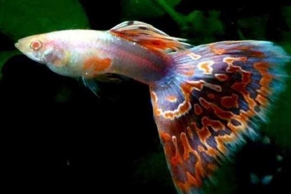 孔雀魚懷孕多久生小魚 孔雀魚生小魚要多久