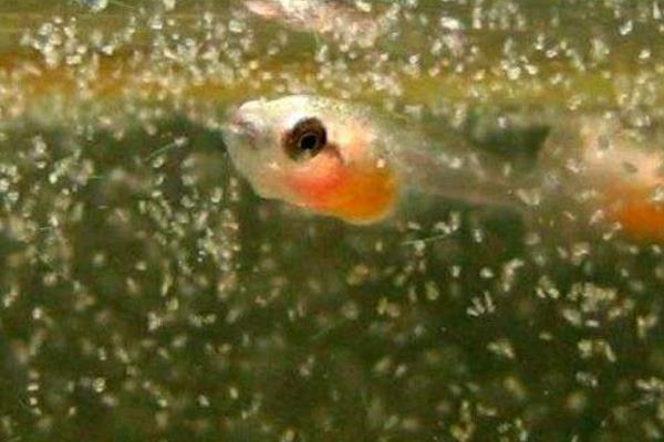 孔雀魚懷孕多久生小魚 孔雀魚生小魚要多久