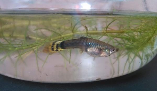 孔雀魚混養(yǎng)魚最佳搭配是什么 孔雀魚能和什么魚混養(yǎng)