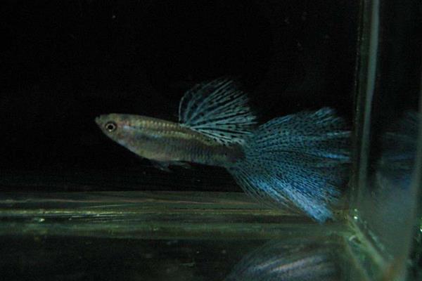 孔雀魚是熱帶魚嗎 孔雀魚為什么總是死