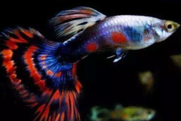 孔雀魚一天喂幾次 孔雀魚吃什么飼料好