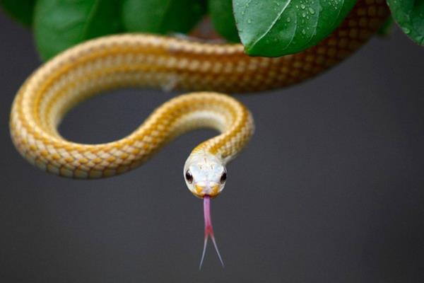 豬、蜈蚣為什么是蛇的天敵 蛇為什么怕雄黃