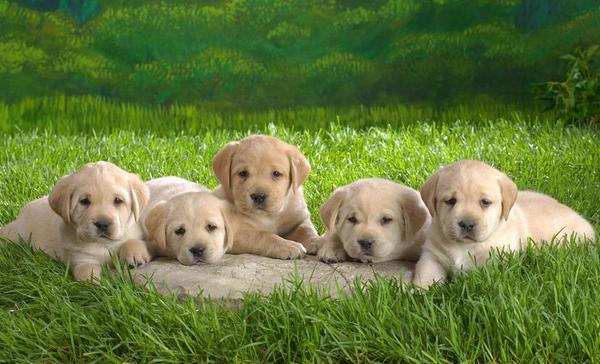 黑金毛和金毛哪個貴 金毛淺色好還是深色好