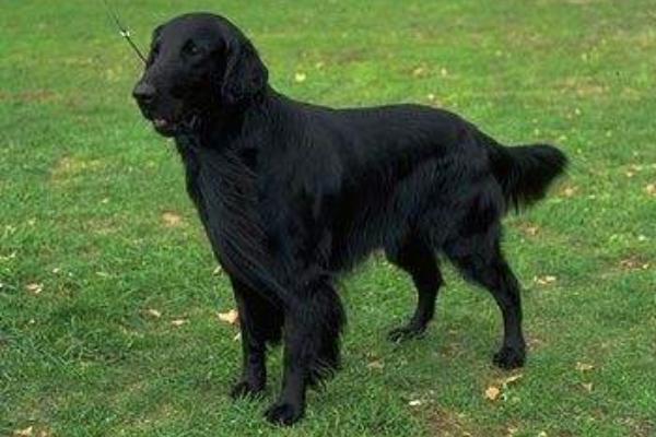 黑金毛和金毛哪個貴 金毛淺色好還是深色好