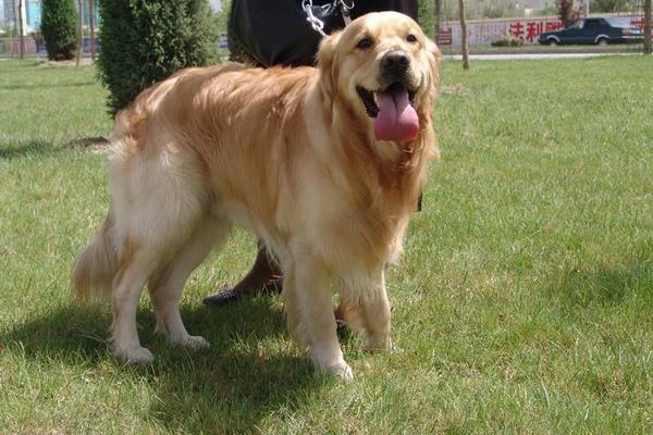 黑金毛和金毛哪個貴 金毛淺色好還是深色好