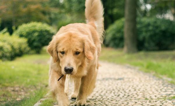 黑金毛和金毛哪個貴 金毛淺色好還是深色好