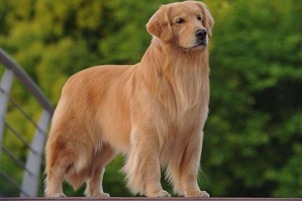 黑金毛和金毛哪個貴 金毛淺色好還是深色好