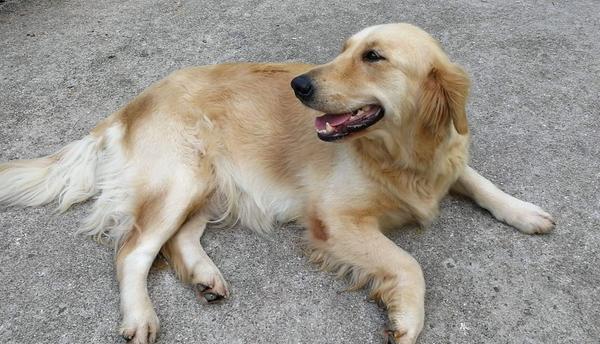 黑金毛和金毛哪個貴 金毛淺色好還是深色好