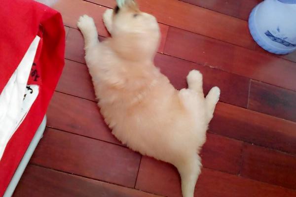 黑金毛和金毛哪個貴 金毛淺色好還是深色好