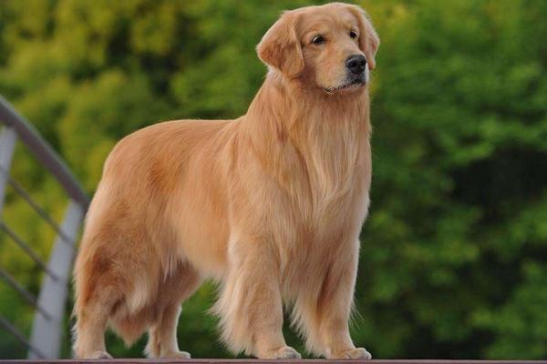 金毛純種與不純的區(qū)別是什么 養(yǎng)金毛一個月的開銷多大