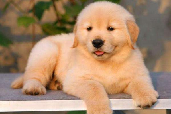 金毛不聽話怎么辦 金毛幼犬晚上叫怎么辦