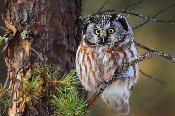 寵物貓頭鷹市場價格多少錢一只 貓頭鷹養了會不吉利嗎