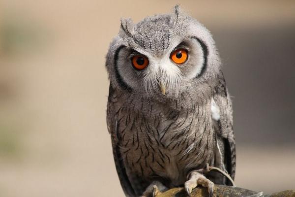 寵物貓頭鷹市場價格多少錢一只 貓頭鷹養了會不吉利嗎